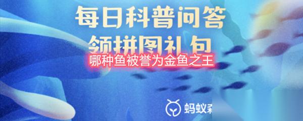 哪种鱼被誉为金鱼之王