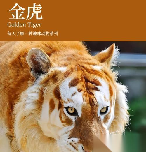 魔兽金色老虎捕捉地点 捕捉金色老虎的技巧有什么