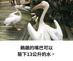 鹈鹕最大的特征是什么