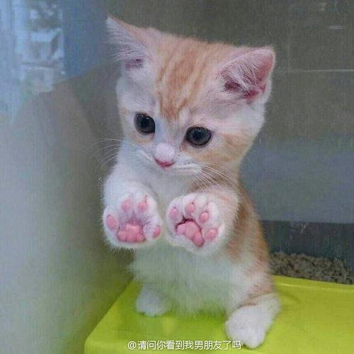 澜猫睡眠手机版如何从本地上传头像
