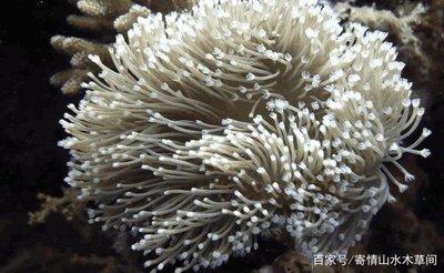 海葵属于哪种动物